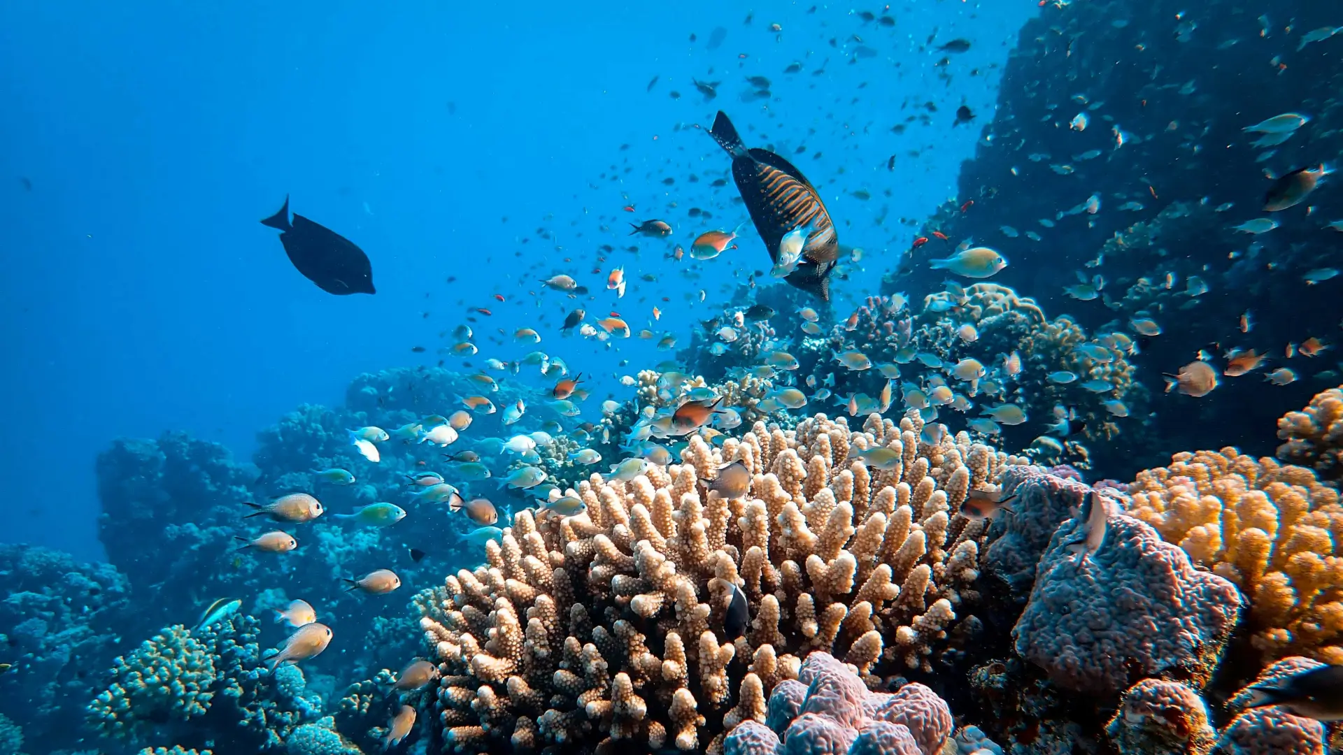 great barrier reef fish