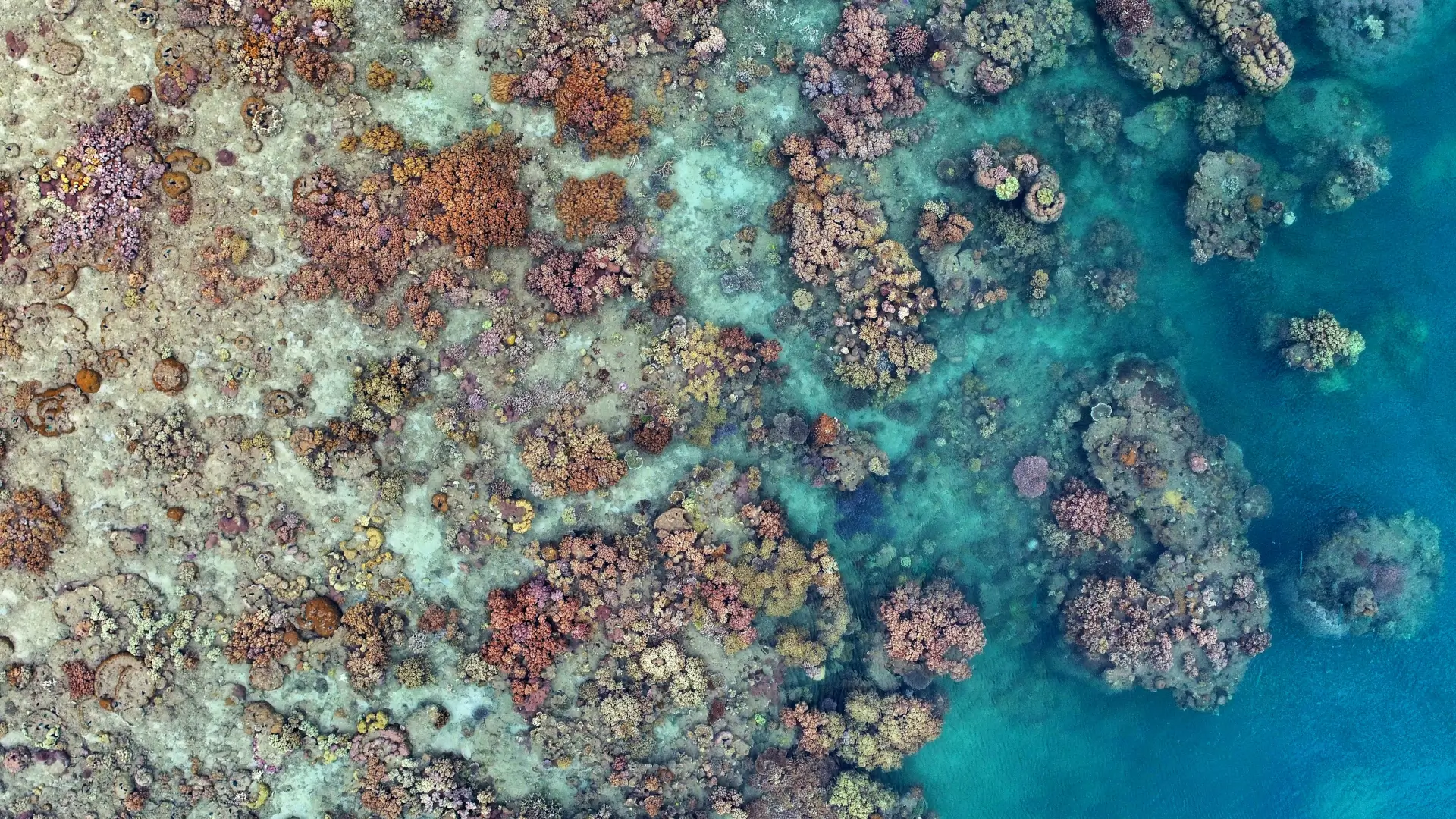 great barrier reef