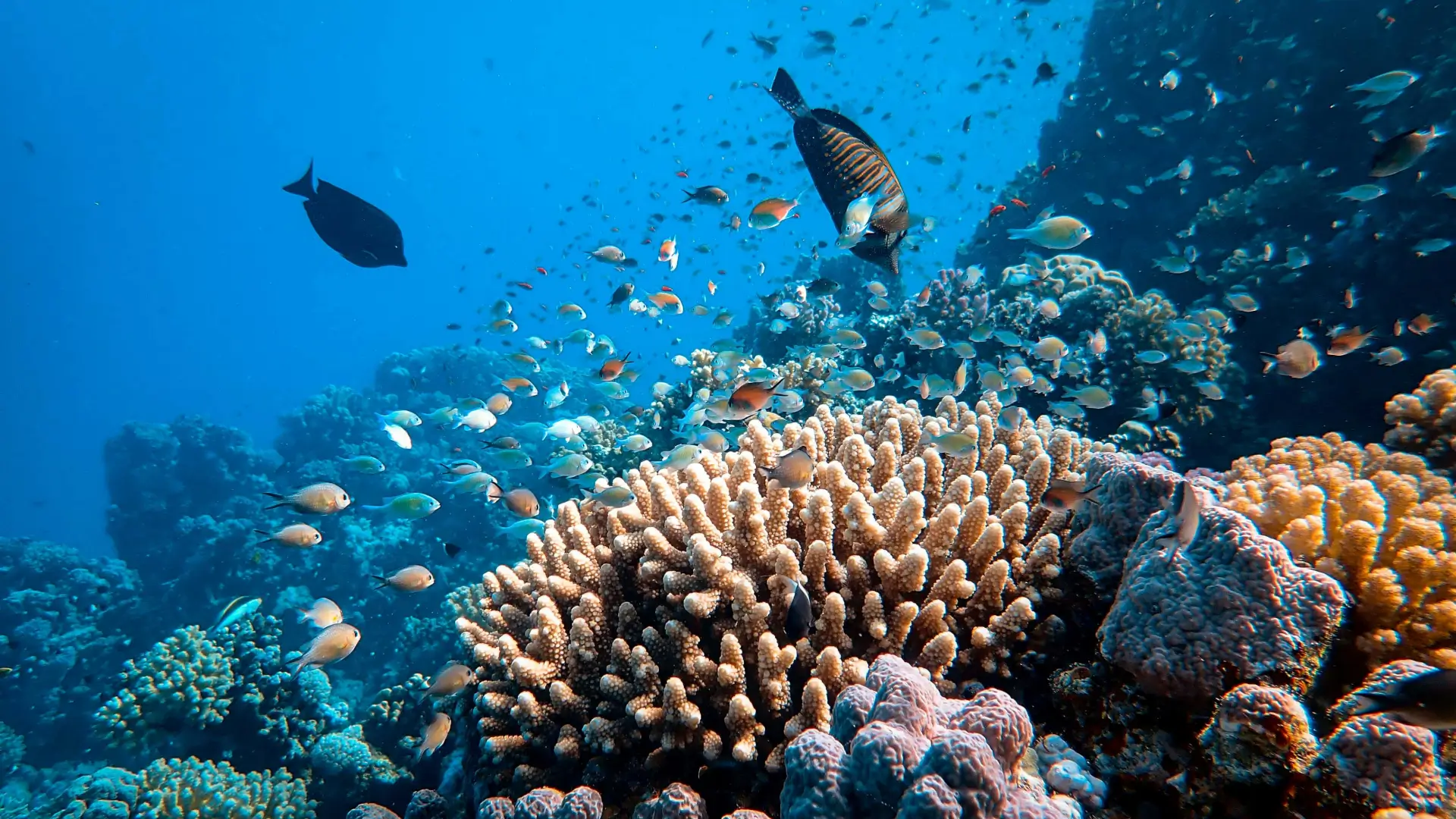 barrier reef fish