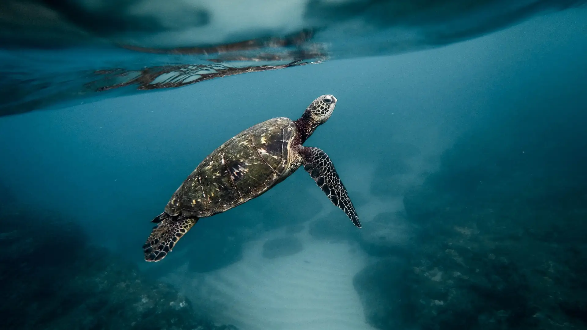 sea turtle