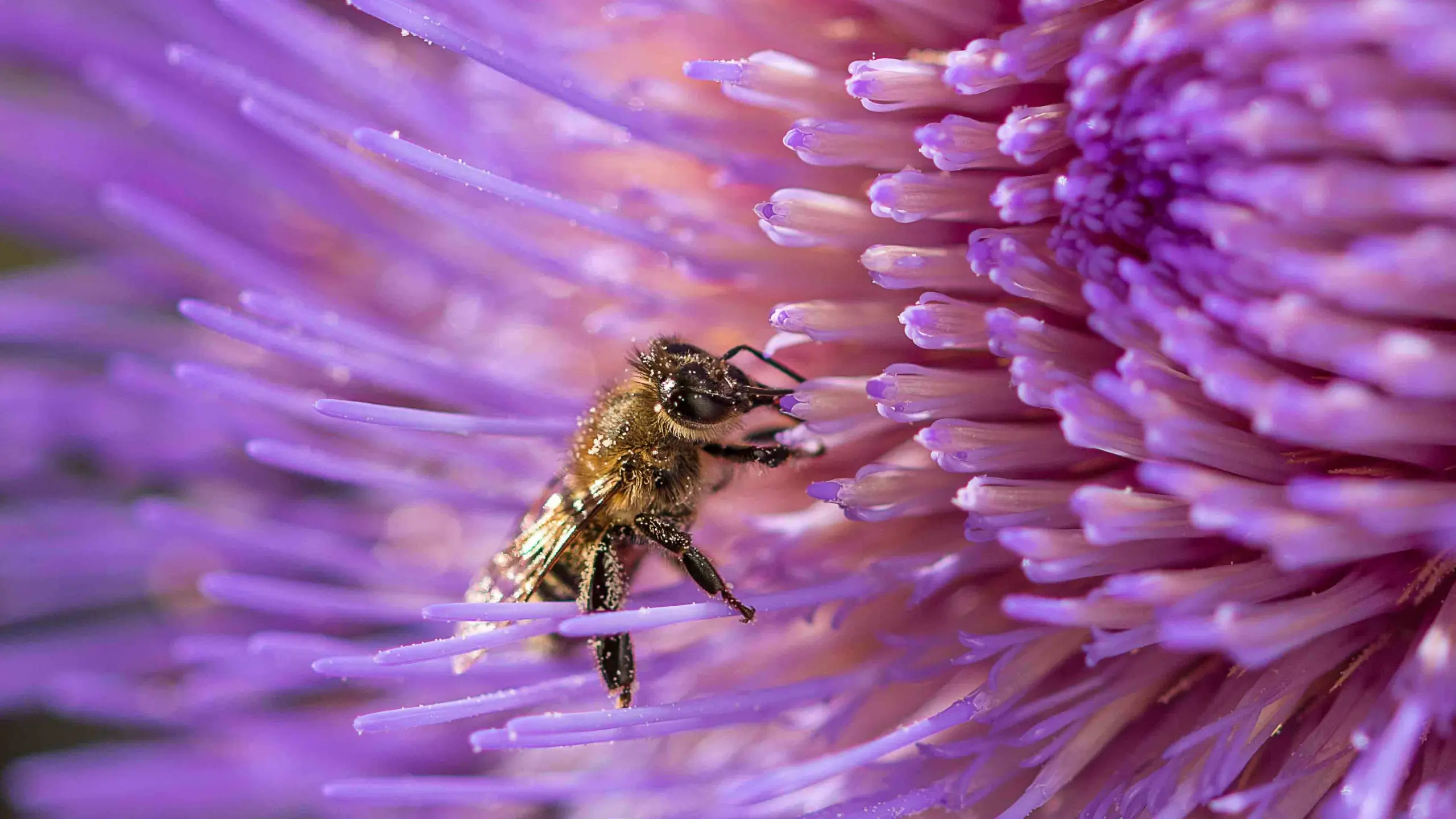 bee pollinating flower