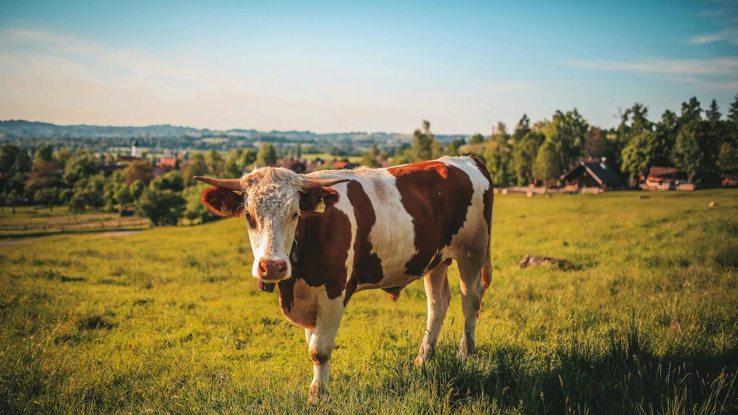 cow on field