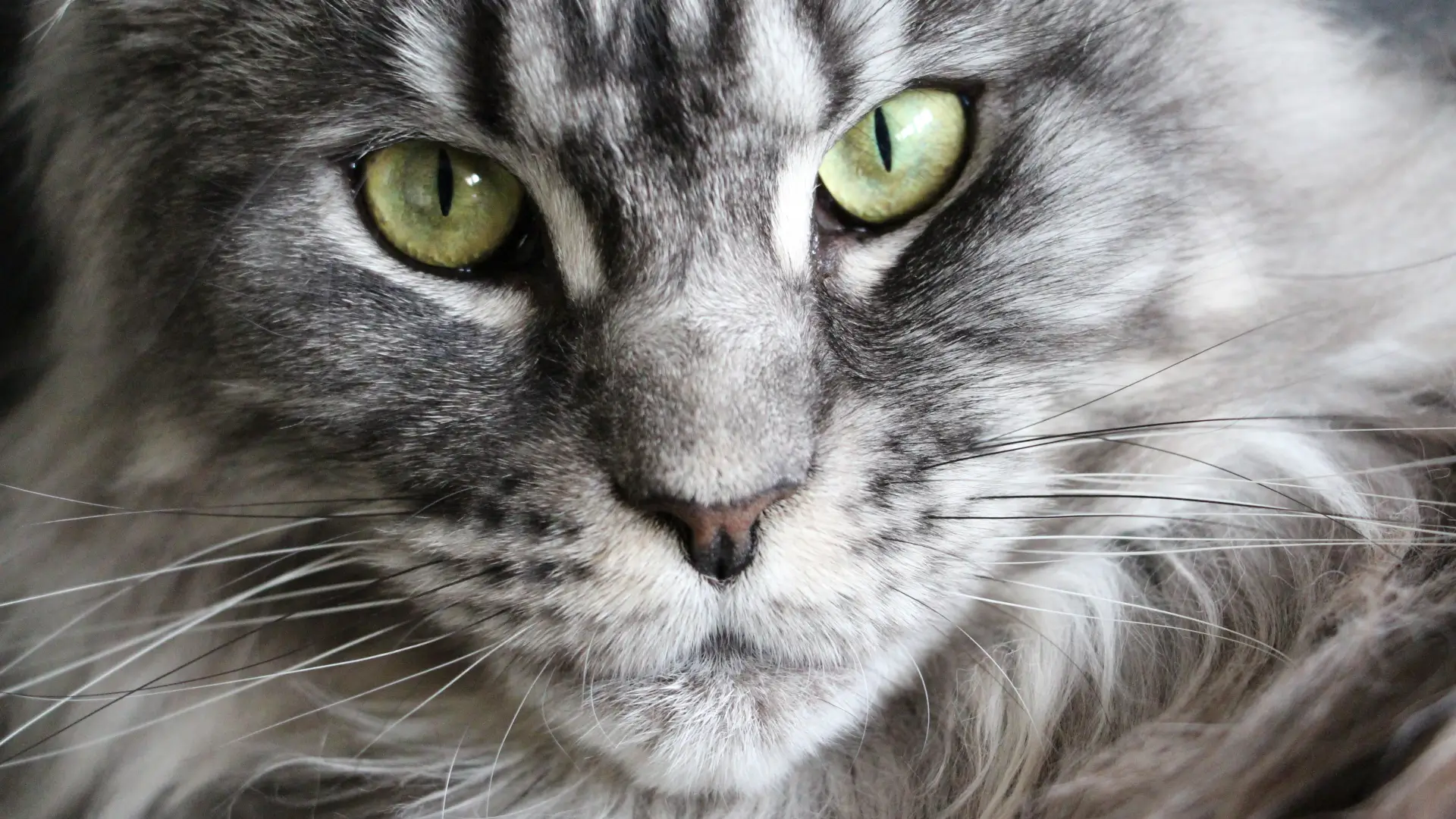 maine coone cat