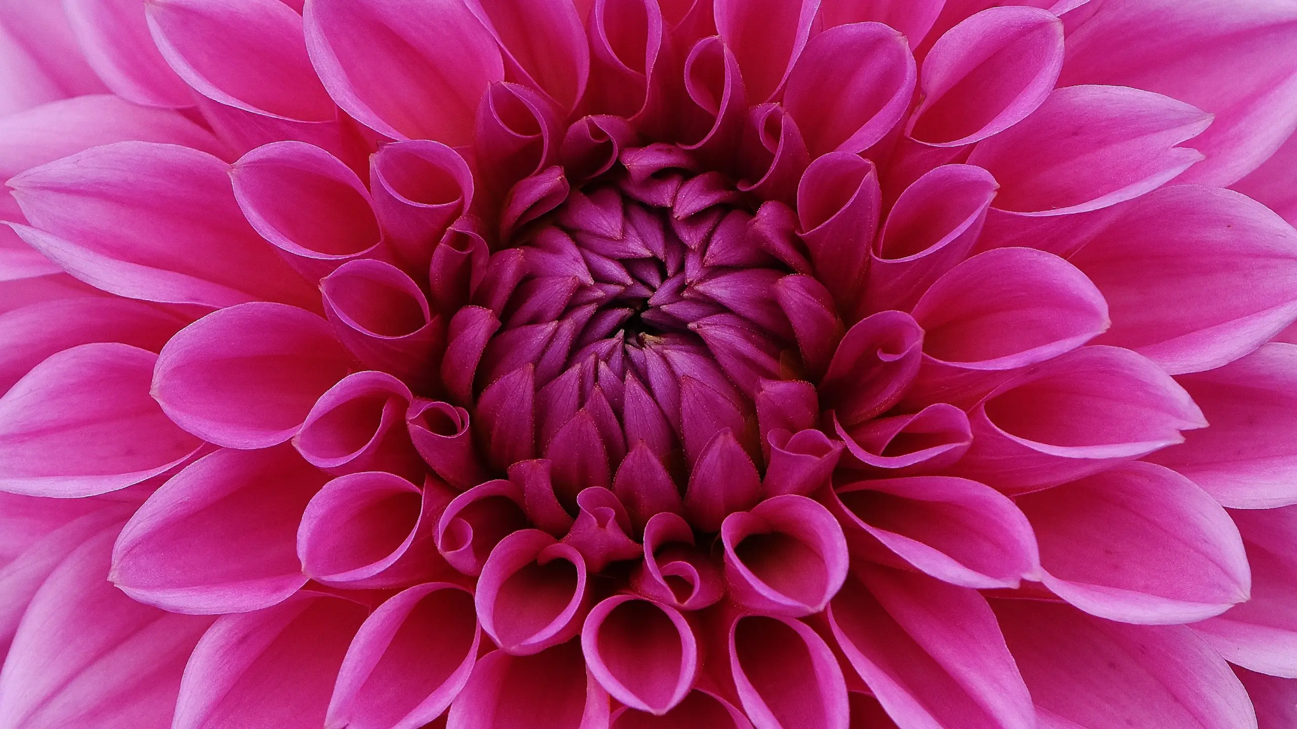 pink flower in bloom