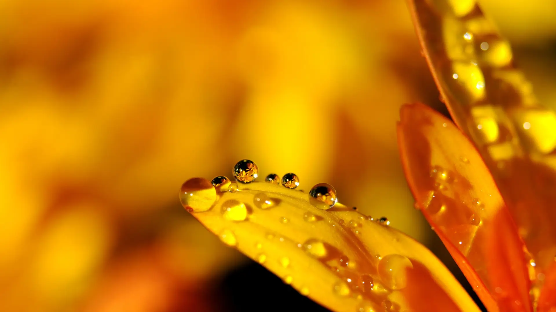 water drops on flower