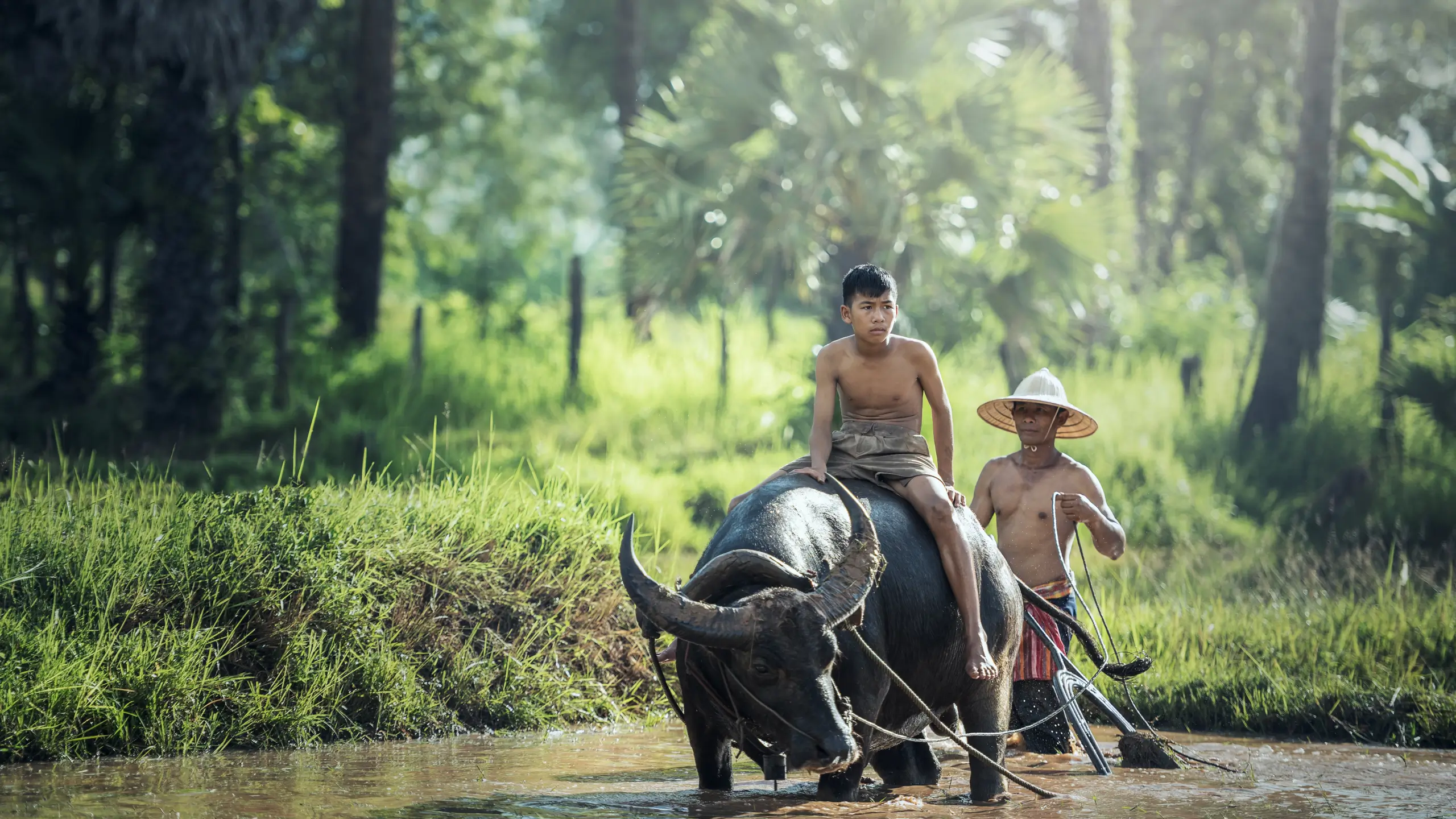 boy riding water bison