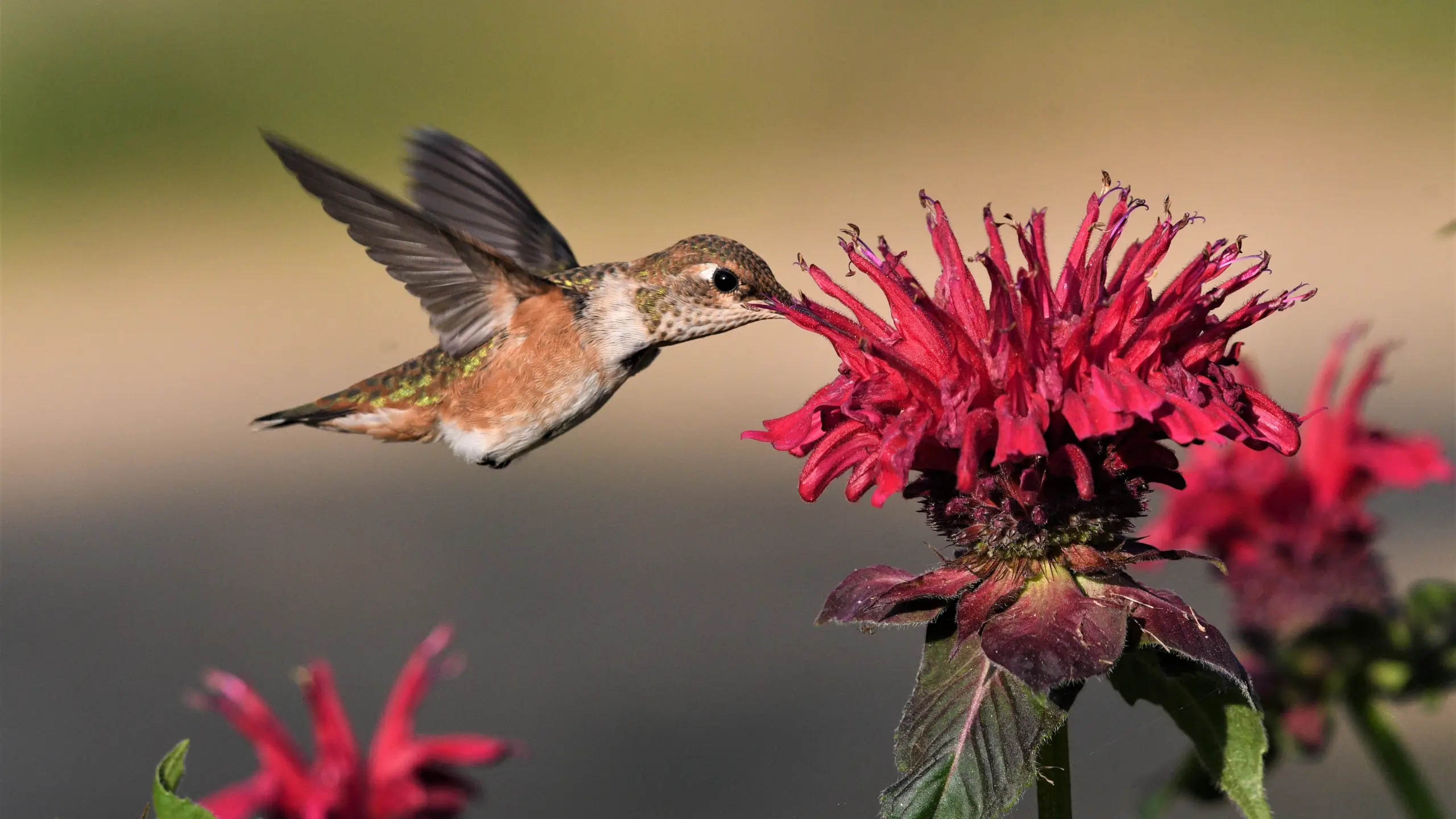 humming bird eating from red flower