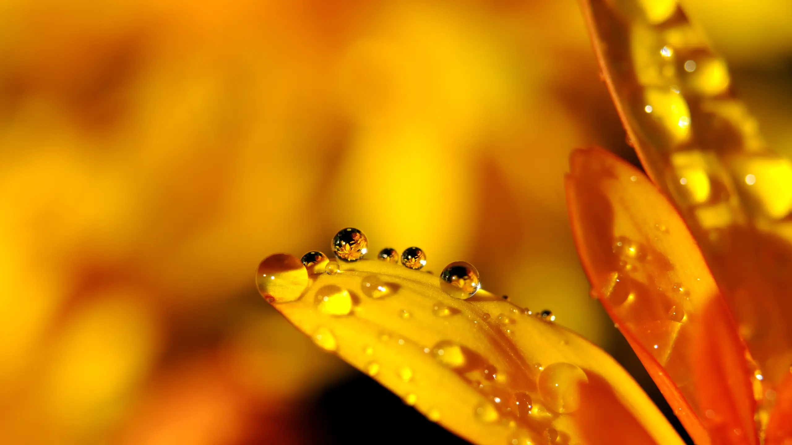 water drops on yellow flower