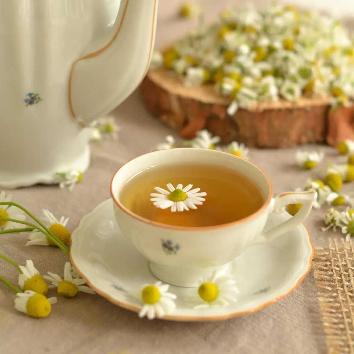 chamomile